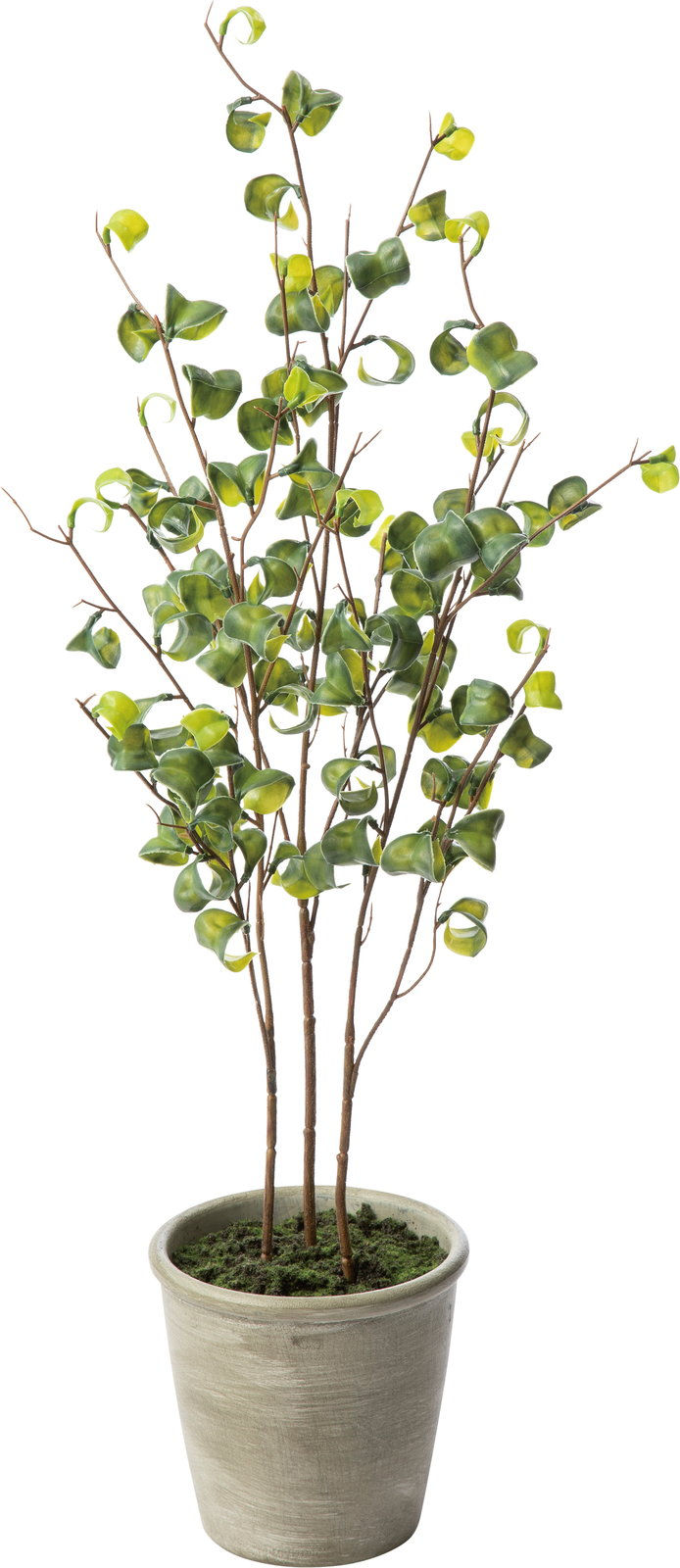 ベンジャミンバロックポットS  GLA-1506