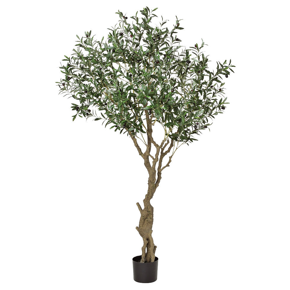 オリーブ（ポット付）A-50910