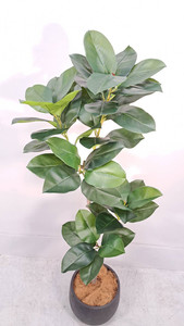 本物そっくりなゴムの木