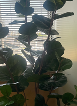 インディアンアーモンドの葉