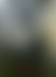 インディアンアーモンドの葉