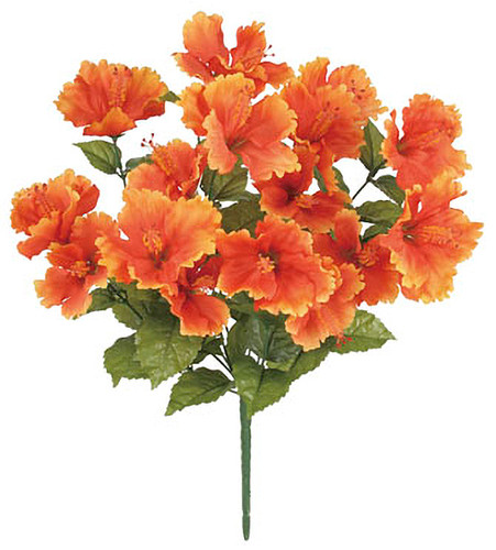 ☆ハイビスカスページです☆ 真夏の花、ハイビスカス。 植物園で見かけた珍しい品種パート2