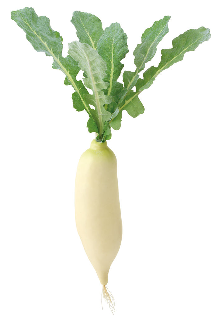 ダイコン(4本/パック)  VF*-1268