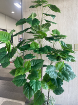 ウンベラータの葉のアップ