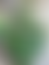 ウンベラータの葉のアップ