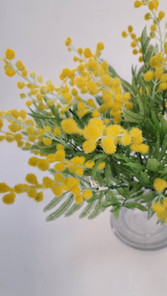 ミモザの黄色いふわふわのアップ