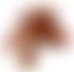 ベルベットのような葉っぱが特徴のカナディアンオータムアイビーブッシュ 