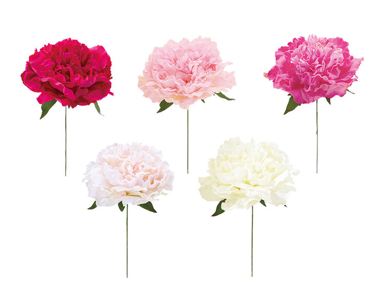 エリザベスピオニーピック FLP-6016