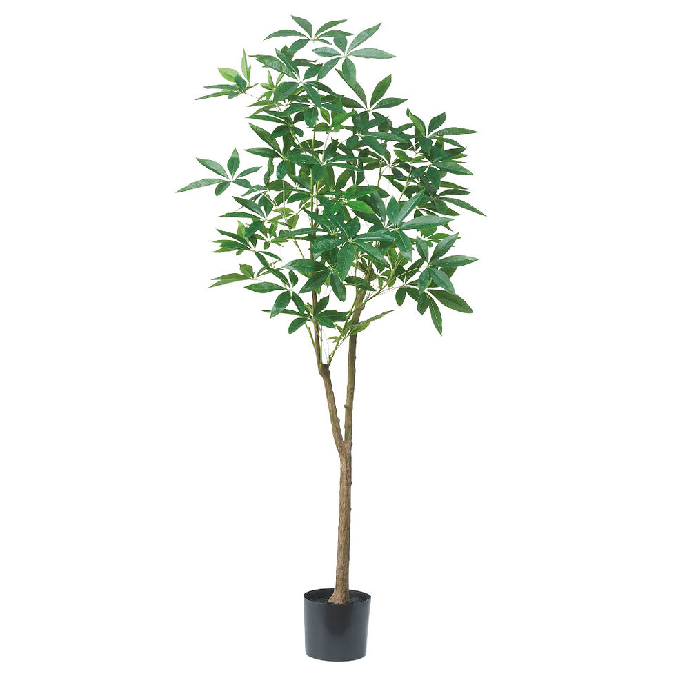 パキラ(ポット付)A-51048