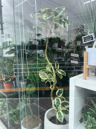 湾曲した枝が人気の斑入りの葉っぱのアルテシマ