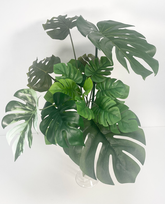 色々なモンステラの葉