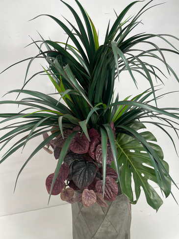 モンステラなど