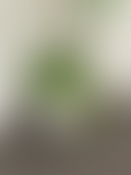 オリヅルラン・ファーン・ホヤブッシュを使った下草