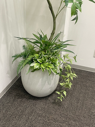 オリヅルラン・ファーン・ホヤブッシュを使った下草