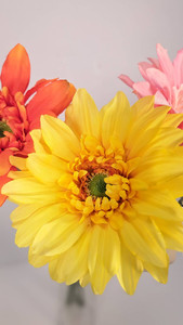 黄色いガーベラ