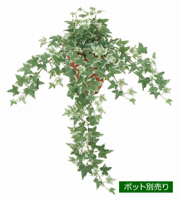 ユーロアイビーブッシュ（斑入り）(L) LEB-8344-L