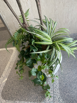 オリヅルラン・ファーン・コットンウッドのブッシュを使った下草