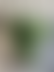 オリヅルラン・ファーン・コットンウッドのブッシュを使った下草