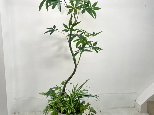 曲線美が際立つ、パキラのスタイリッシュ・アーティフィシャルグリーン