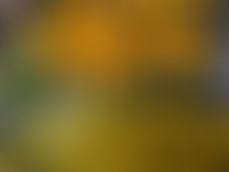 夏を彩る、鮮やかひまわりコレクション