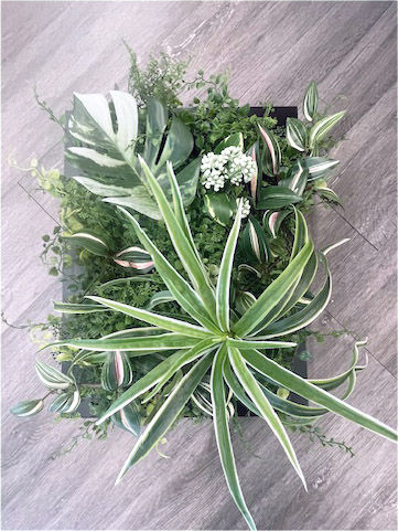 フレームグリーンパネル(ブラック)BL