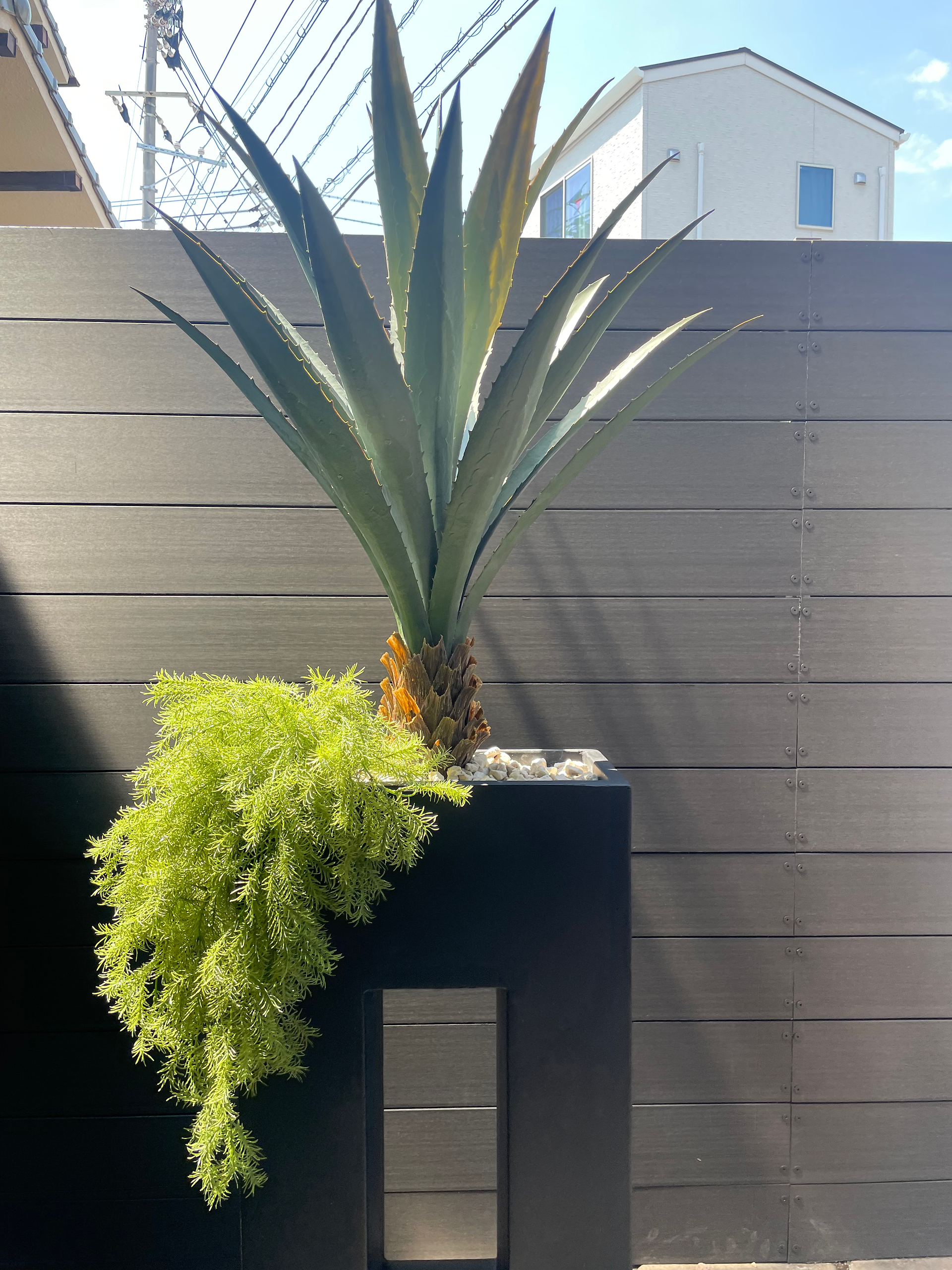 存在感のあるユッカストラータ