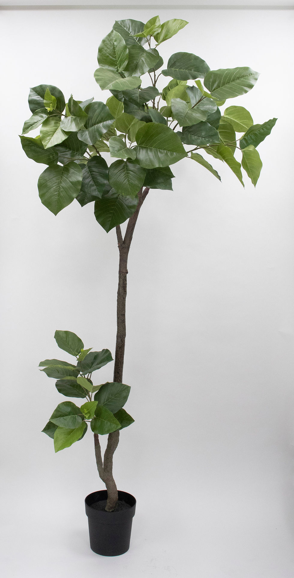 ウンベラータポット（組立式） VR22013