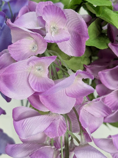 ラベンダー色の藤の花びら