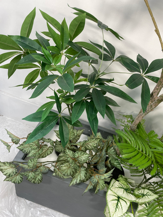 パキラ・ベゴニア