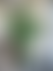 下草付きウンベラータ