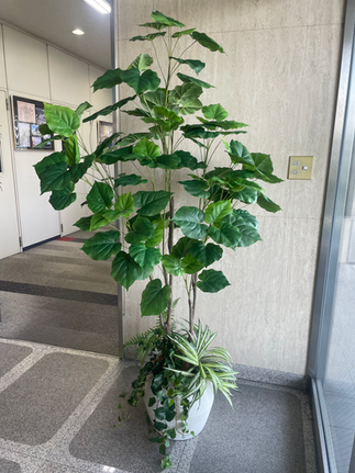 下草付きウンベラータ