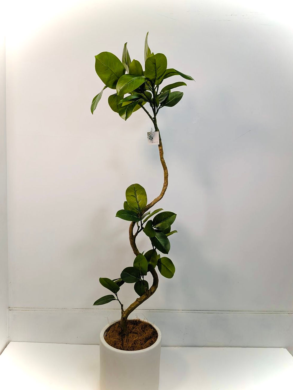 ツイストアルテシマが入荷しました!