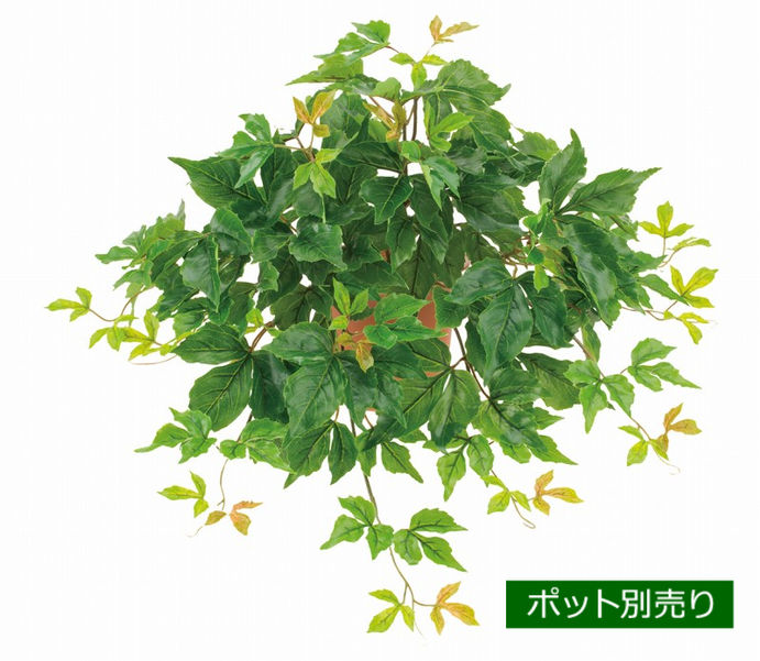 UVキヅタブッシュ(L) LEB-8380-L