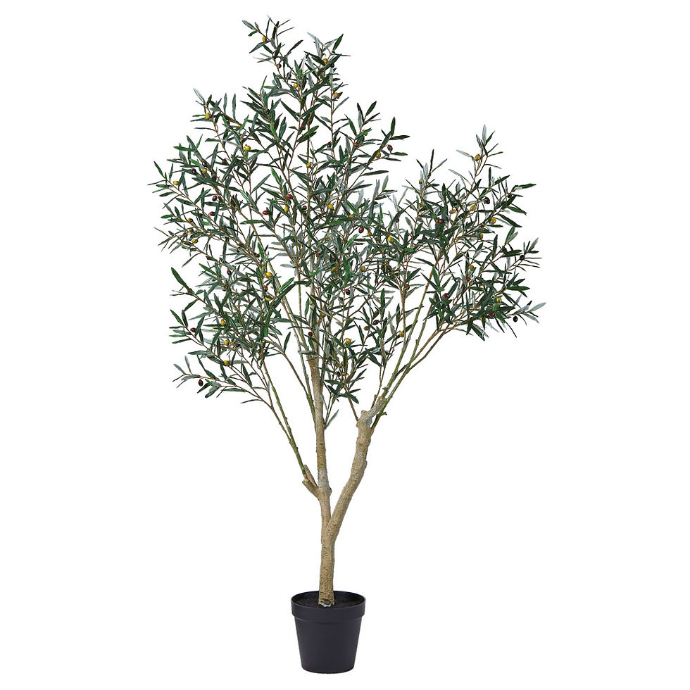 オリーブ(ポット付)A-51126