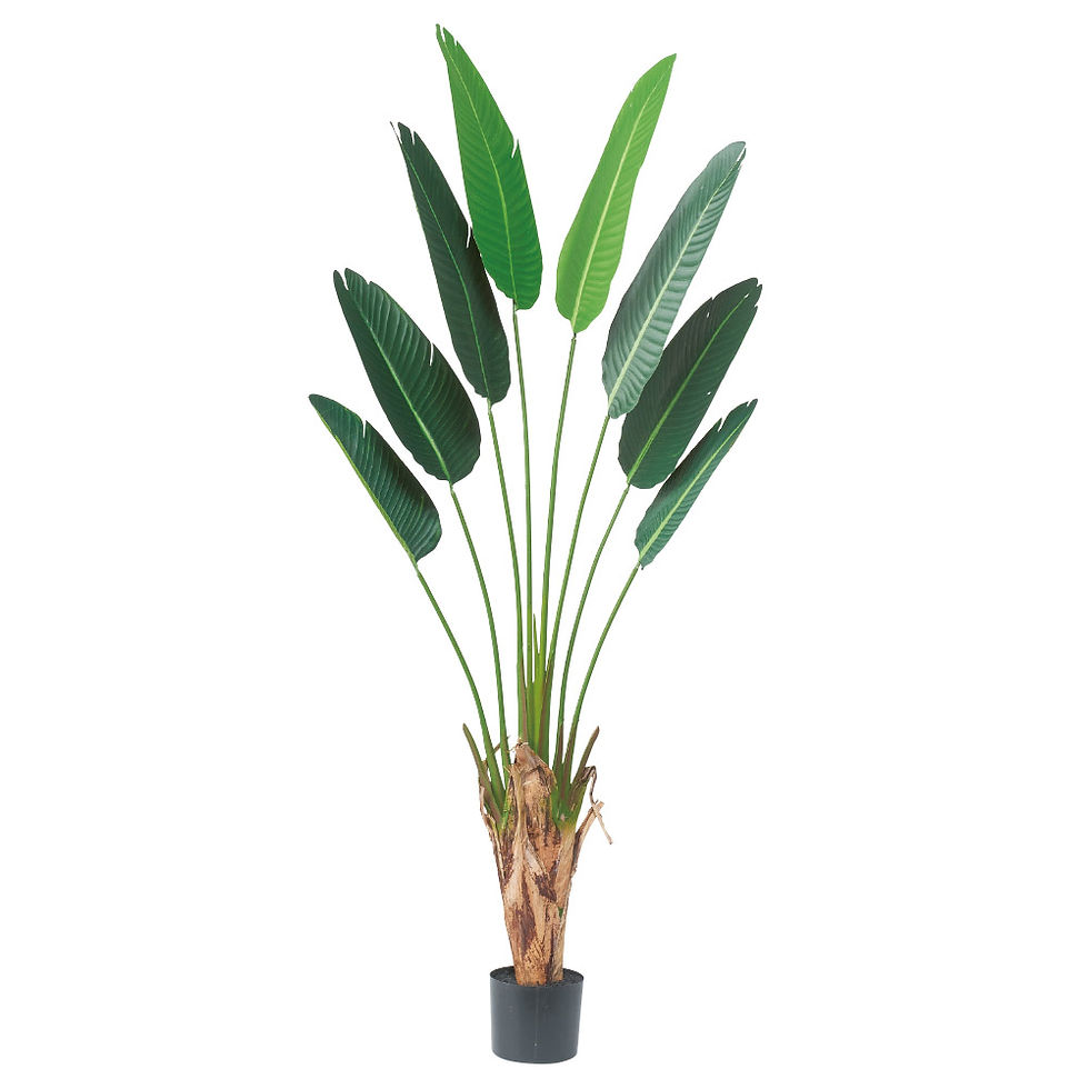 トラベルパーム(ポット付)A-51046