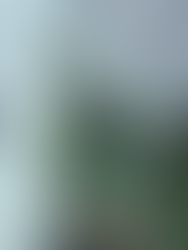 湾曲した枝が人気のアルテシマ