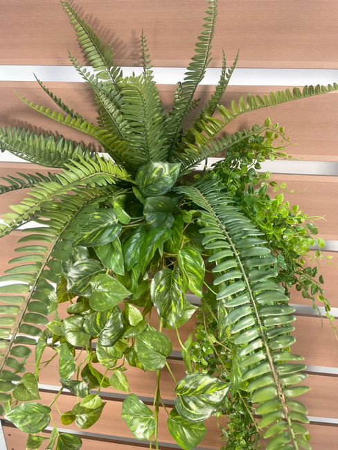 シダ・ポトス・アジアンタム