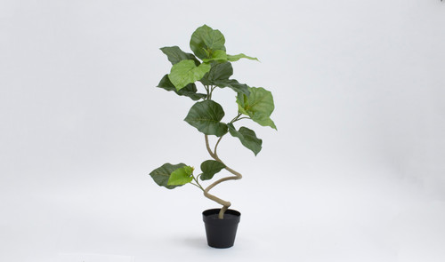 うんべらーた 観葉植物 フィカス ウンベラータ 10号 ノーマル ファイバー