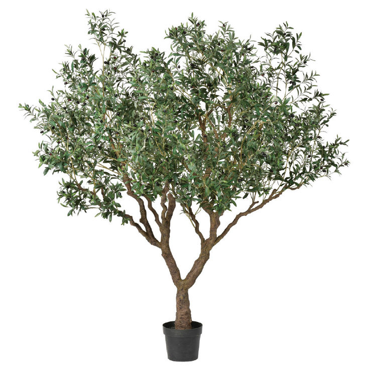 オリーブ(ポット付)A-50970