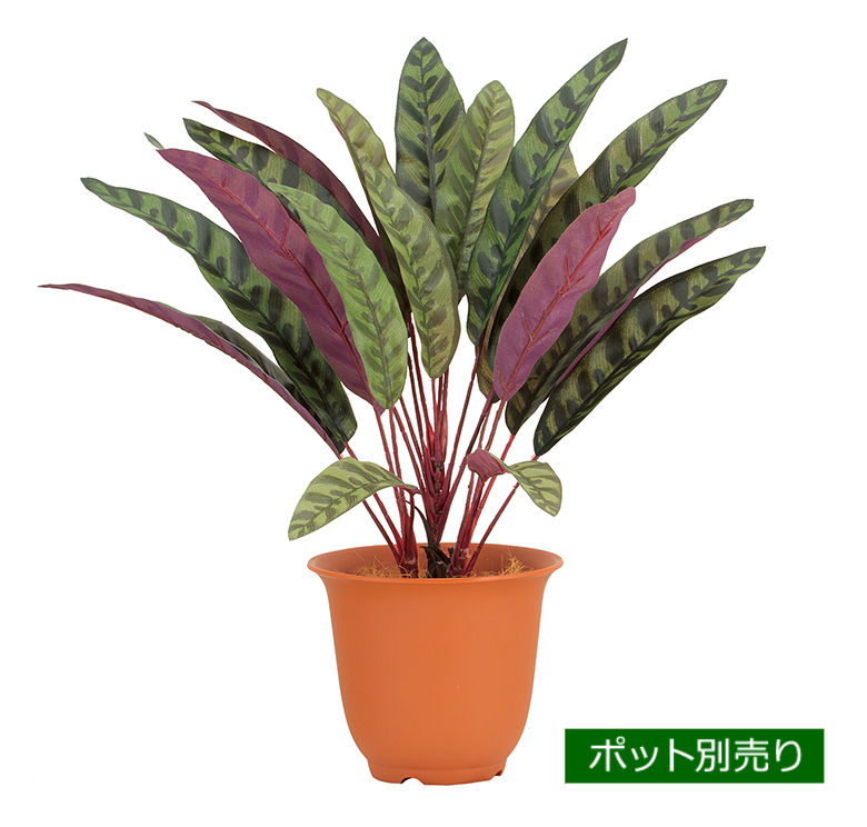 ピーコックブッシュ LEB-8366