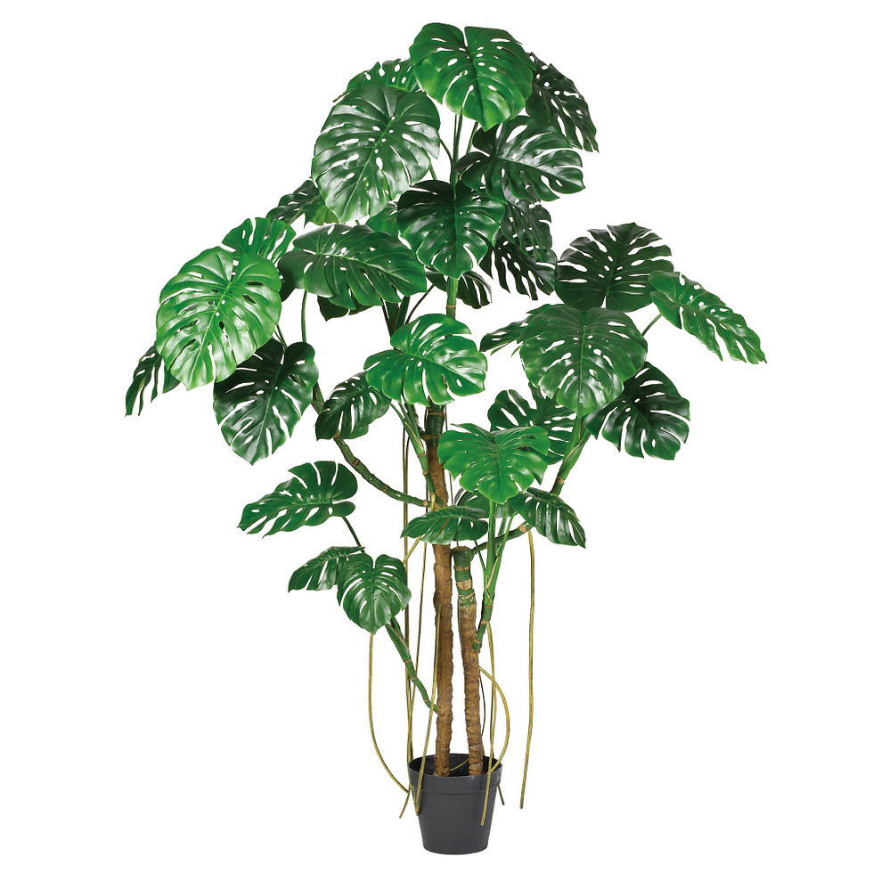 モンステラ(ポット付)A-51067