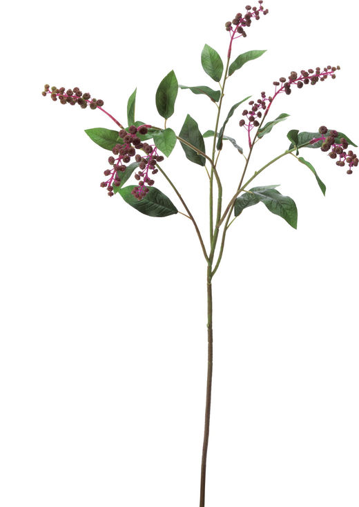 ヨウシュヤマゴボウ FG -4907 GR