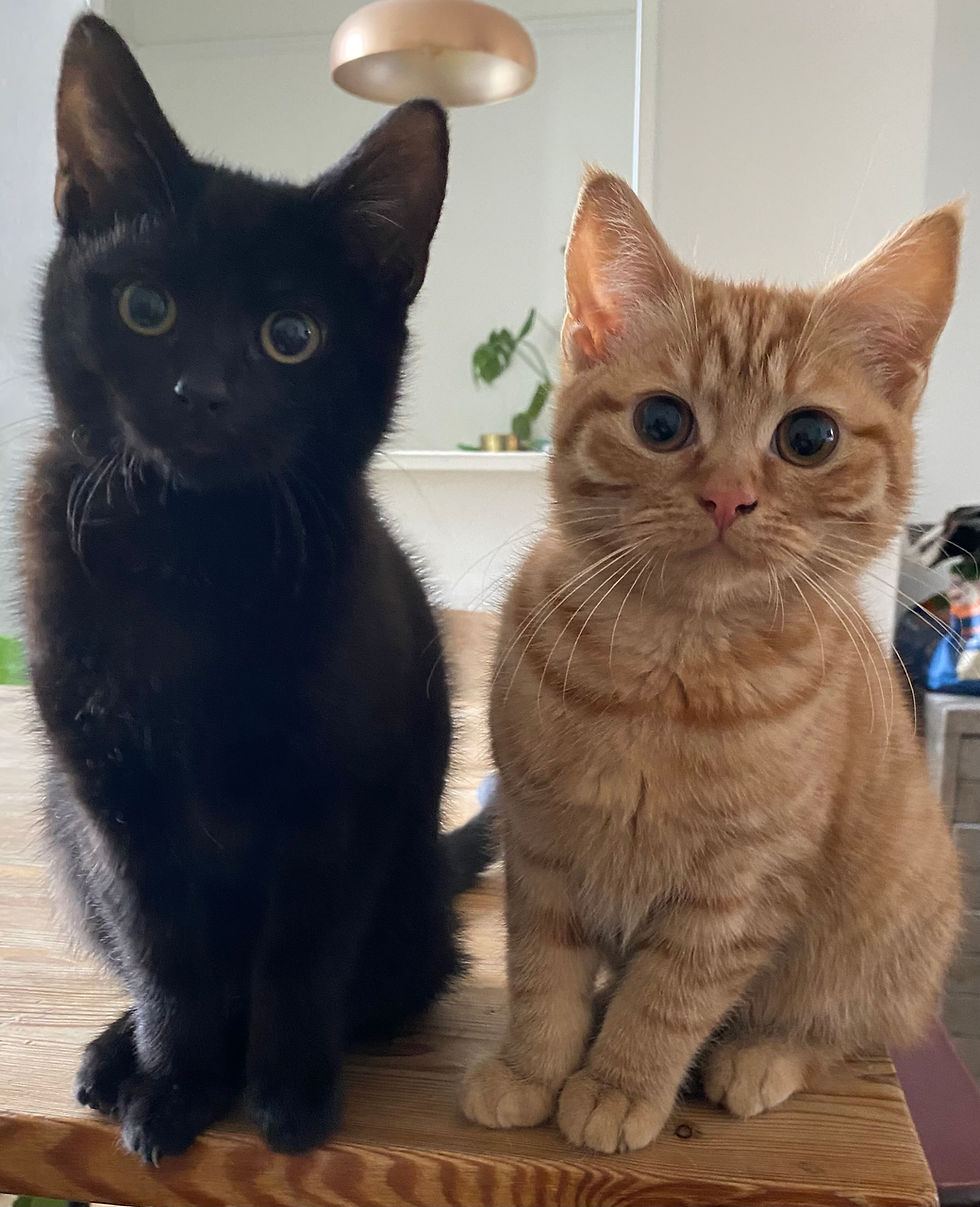 Jet and Coco