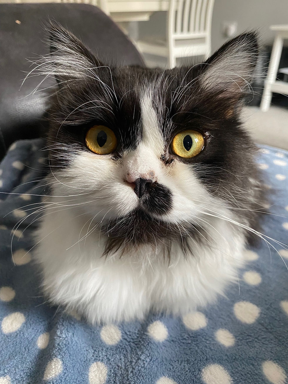 Binx