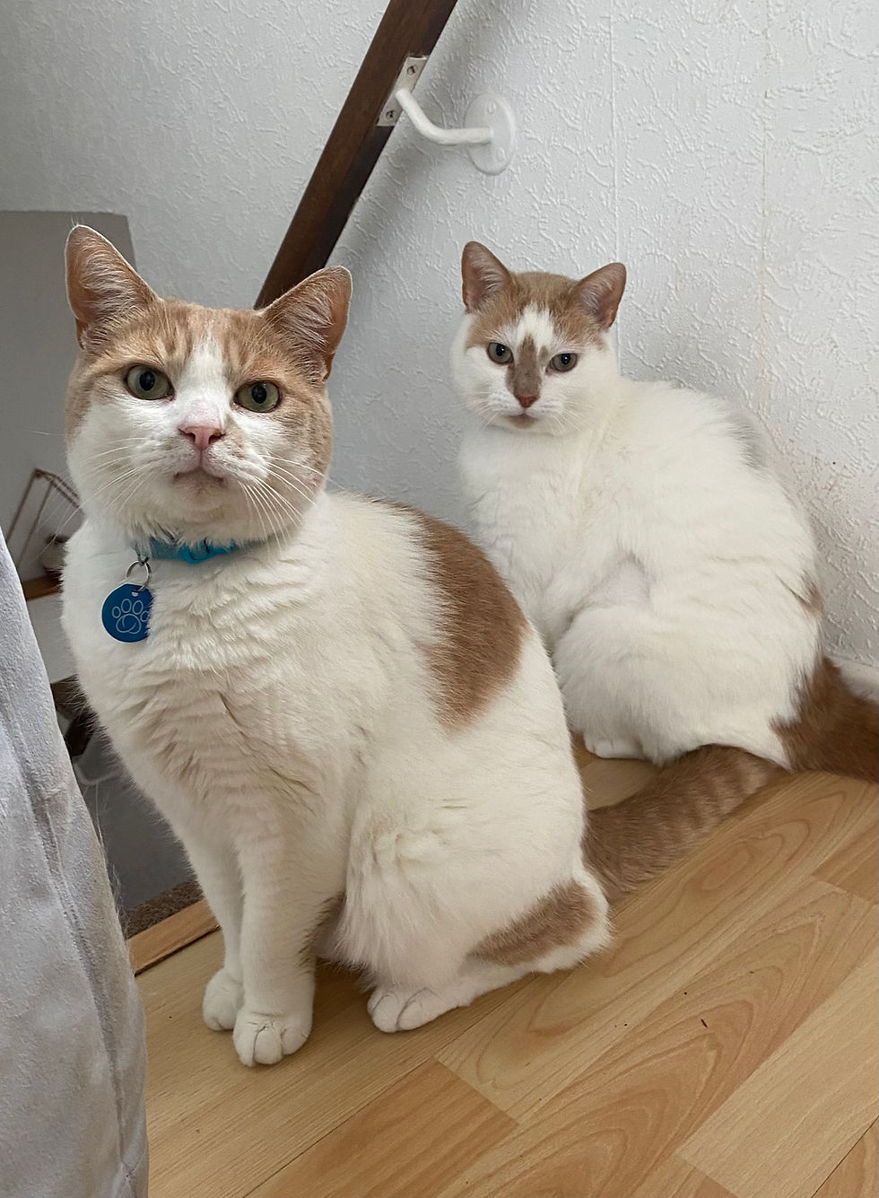 Hugo and Harry