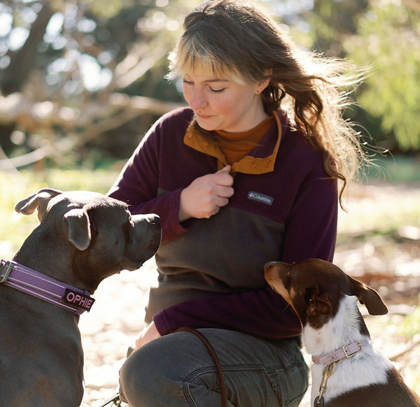 kristin training a gray dog in the forest