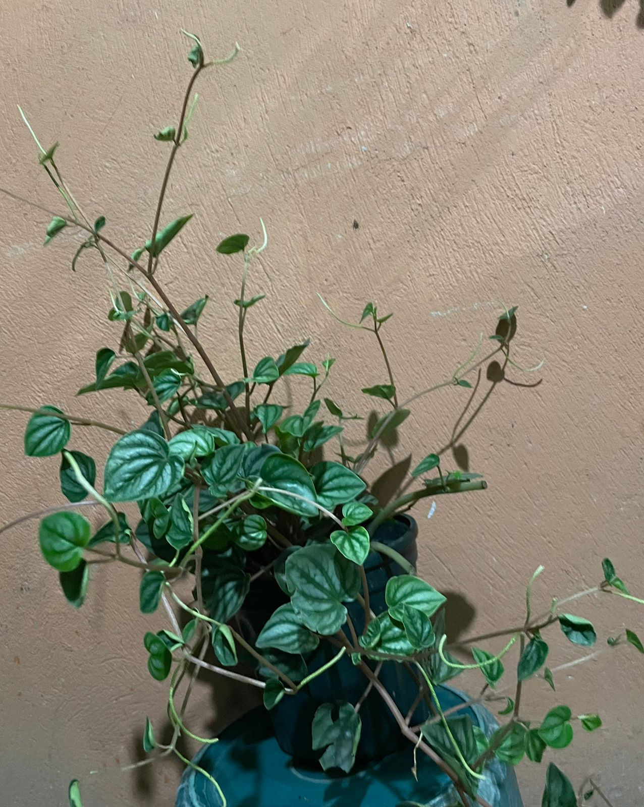 Peperomia