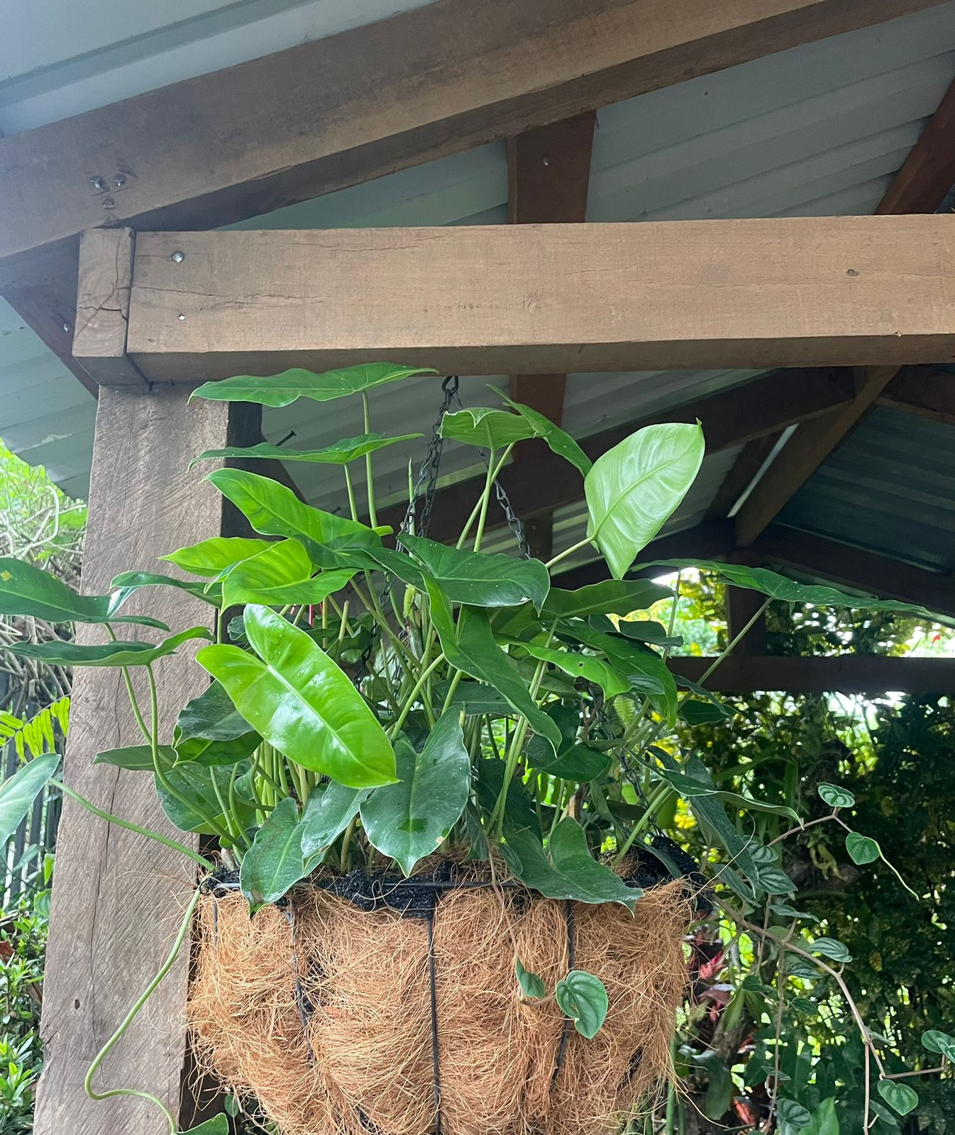 Philodendron