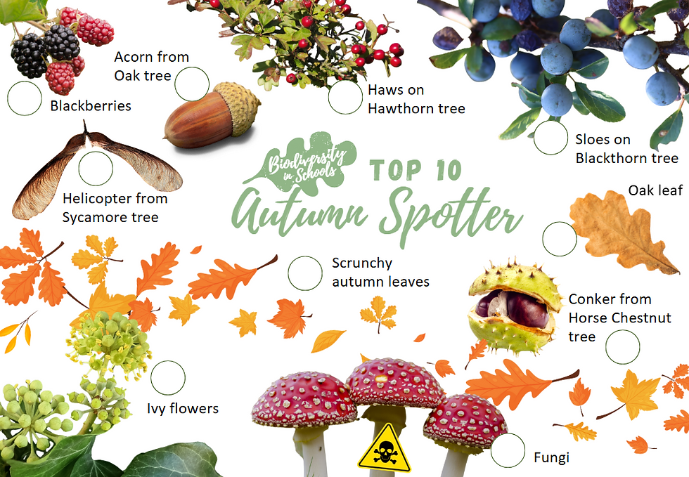Autumn Spotter