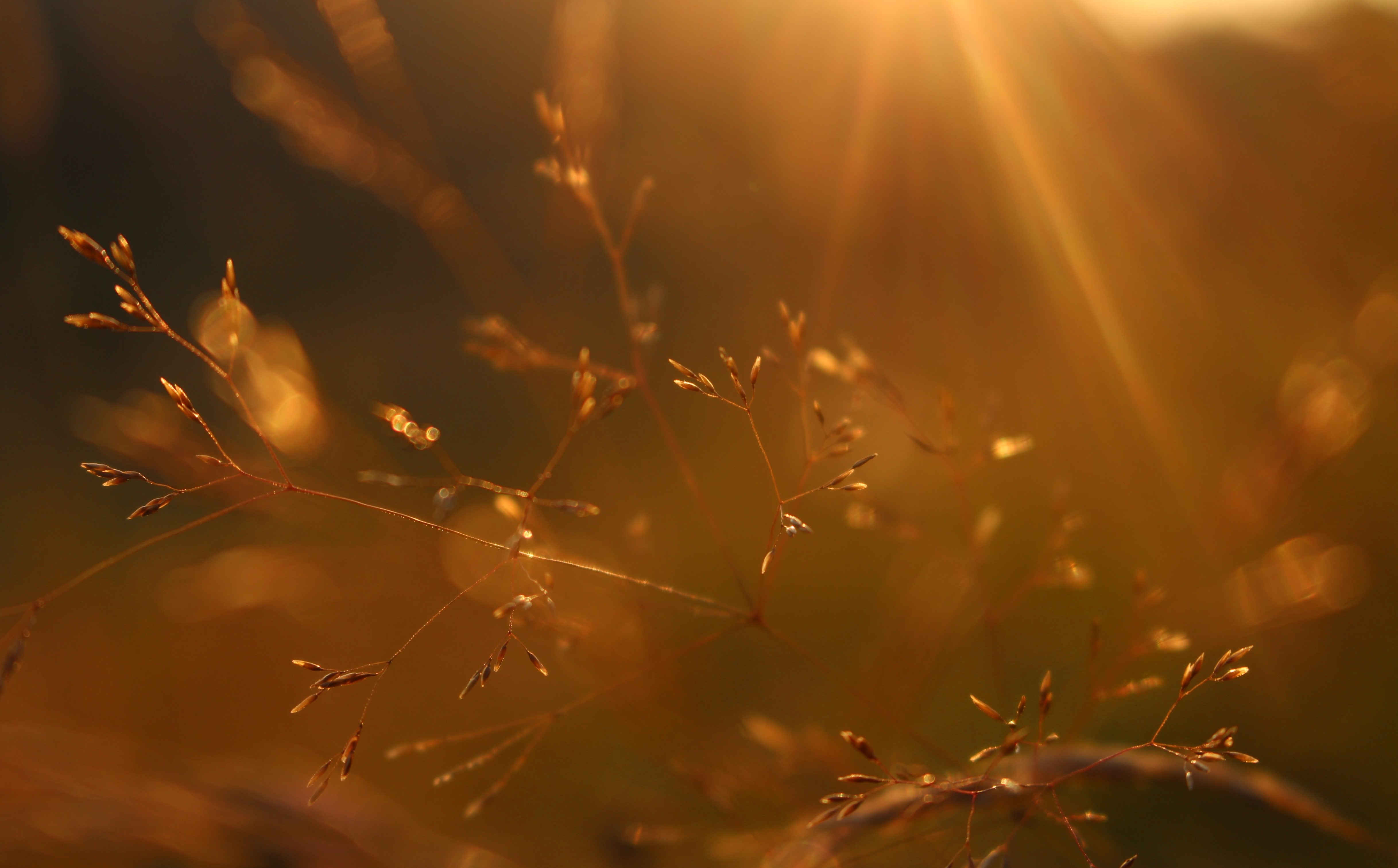 Sunrays